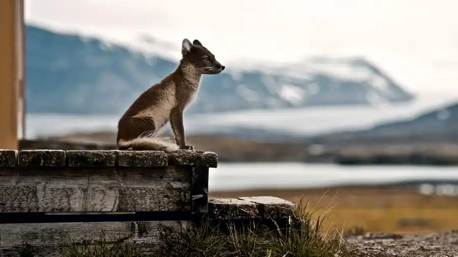 An Arctic fox sitting on a wooden step in Ny-Ålesund, Svalbard, looking out toward a glaciated mountain and fjord landscape