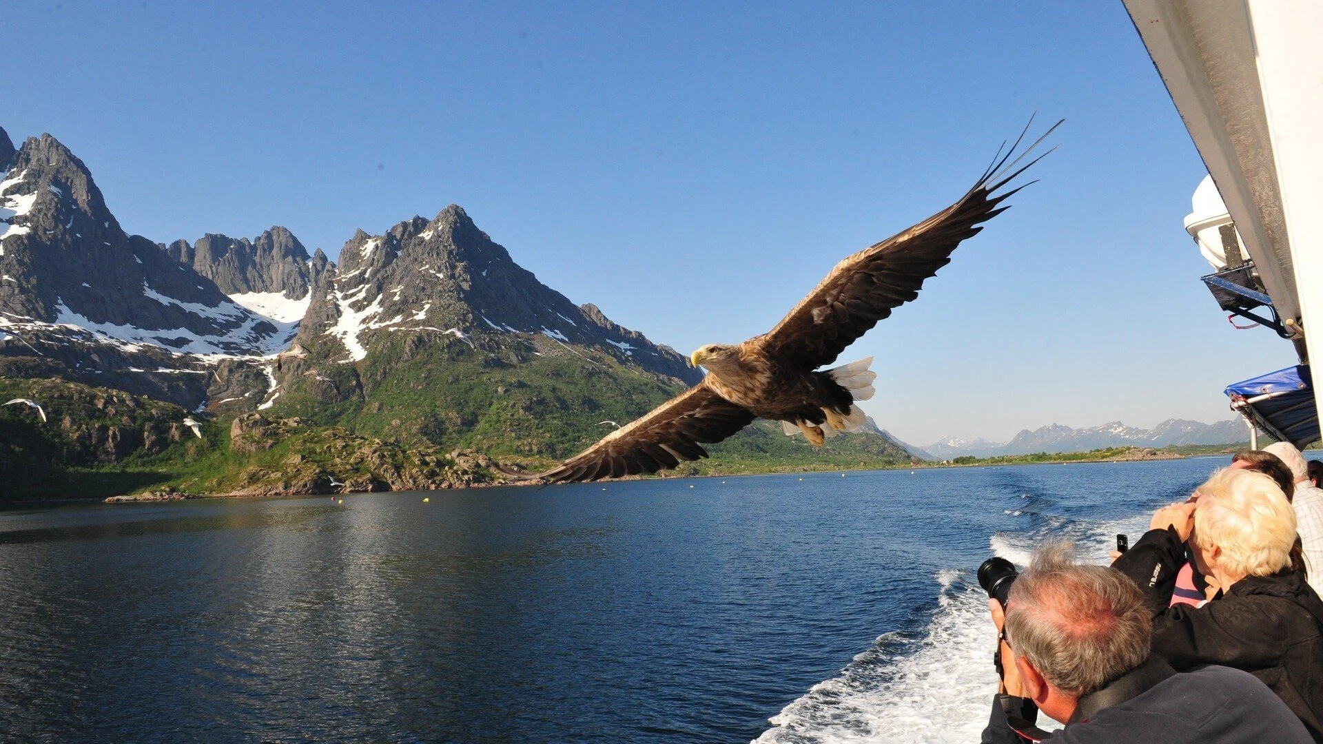 Safari aux aigles en Norvège