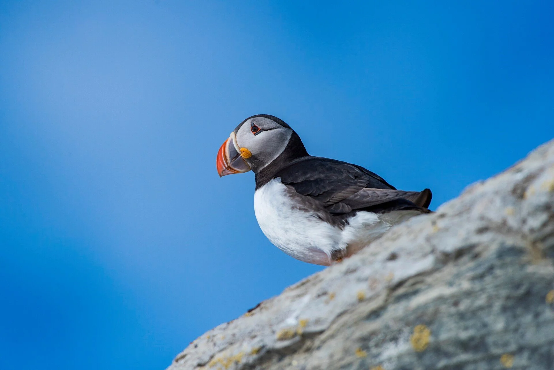 puffin-bird-hornoya-norway-hgr-52593_1920-photo_orjan_bertelsen