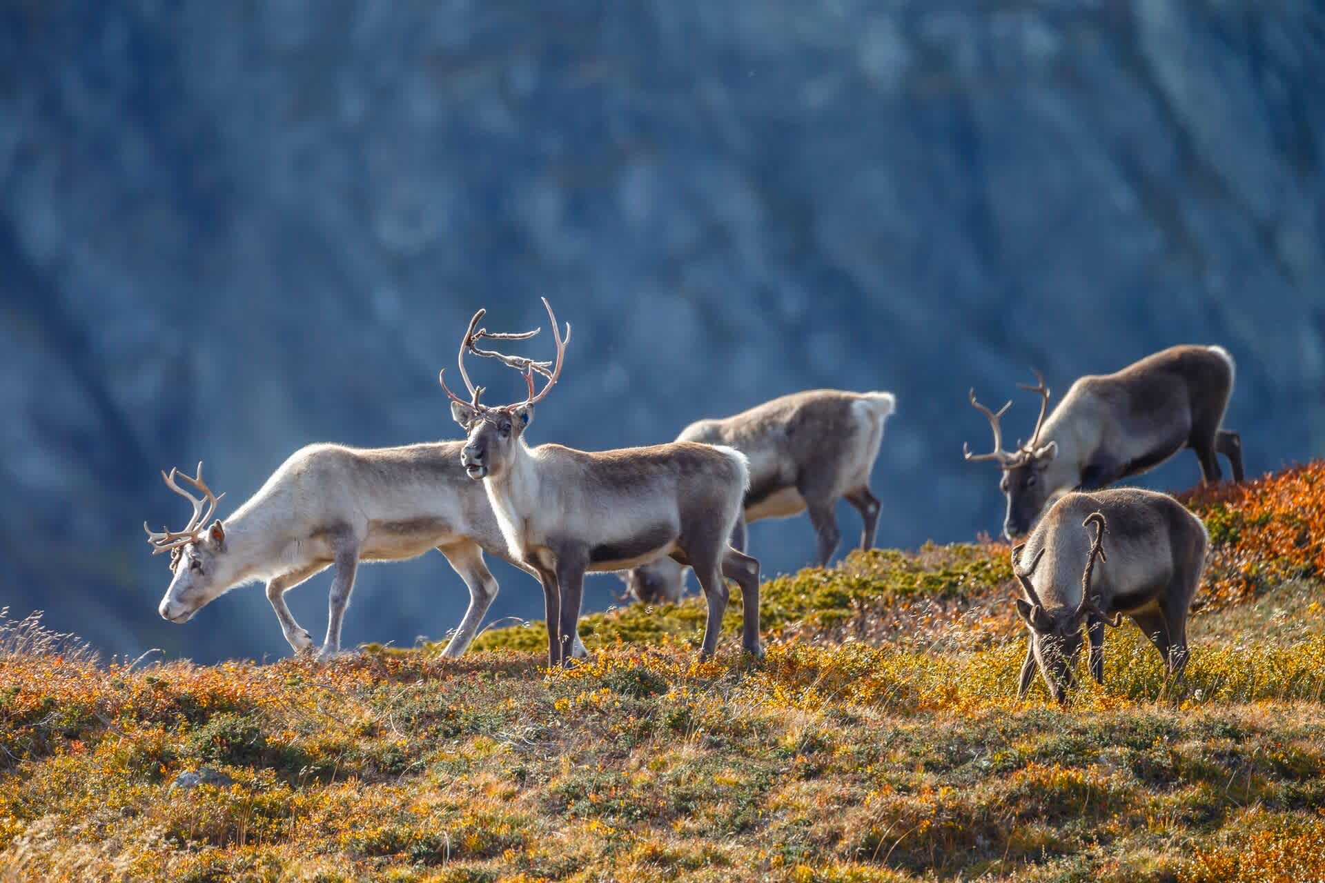 reindeer-norway-hgr-143738_1920-photo_shutterstock