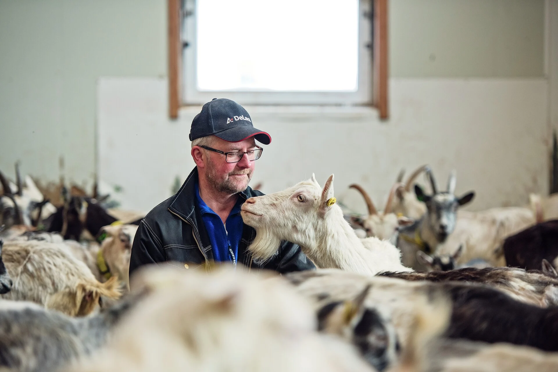 Knut Åland regarde une chèvre dans la ferme d'Aalan, aux Lofoten.