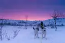 Dog sledding, Tromso, Norway