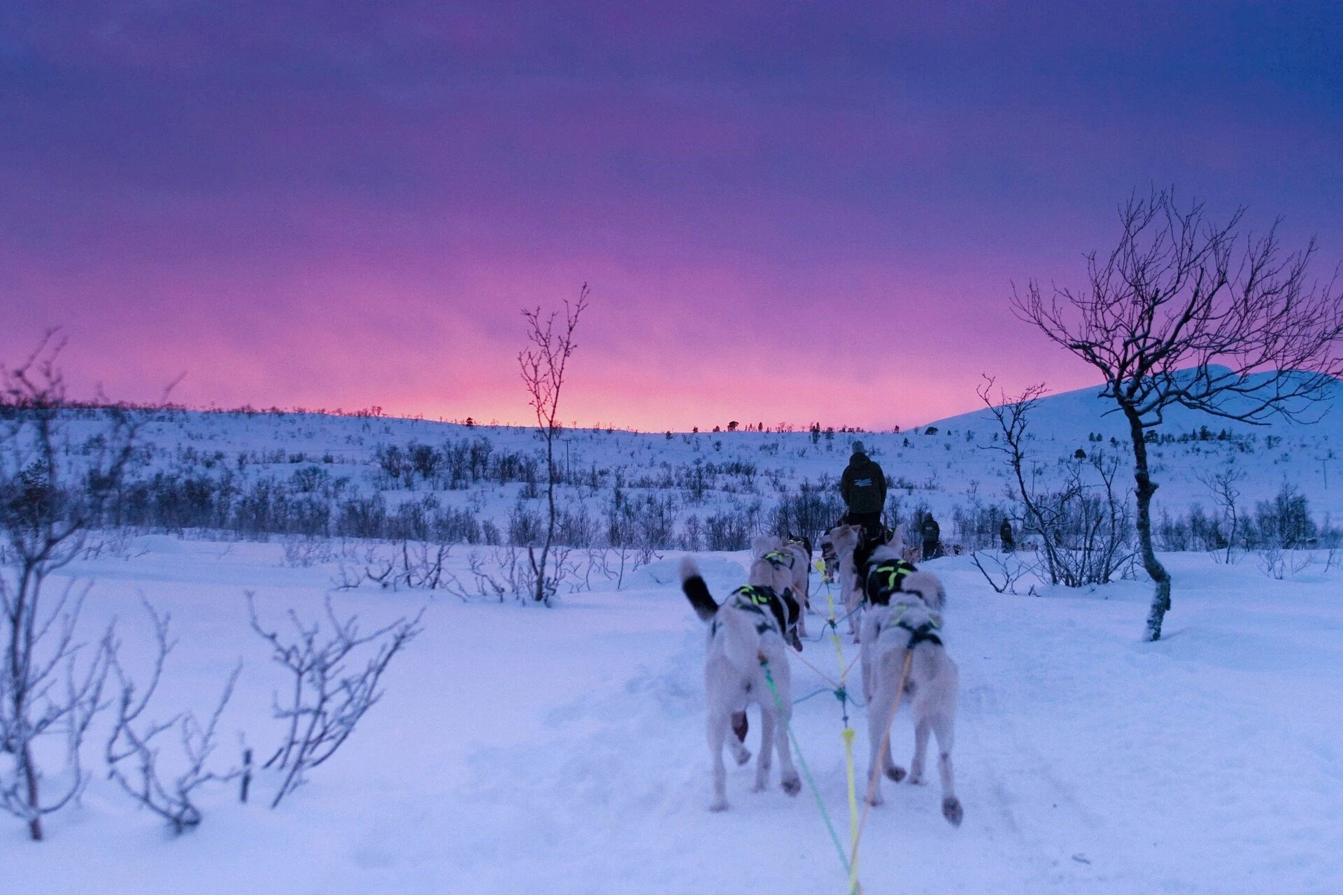 Dog sledding, Tromso, Norway