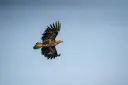 Sea eagle, Norway