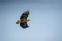 Sea eagle, Norway
