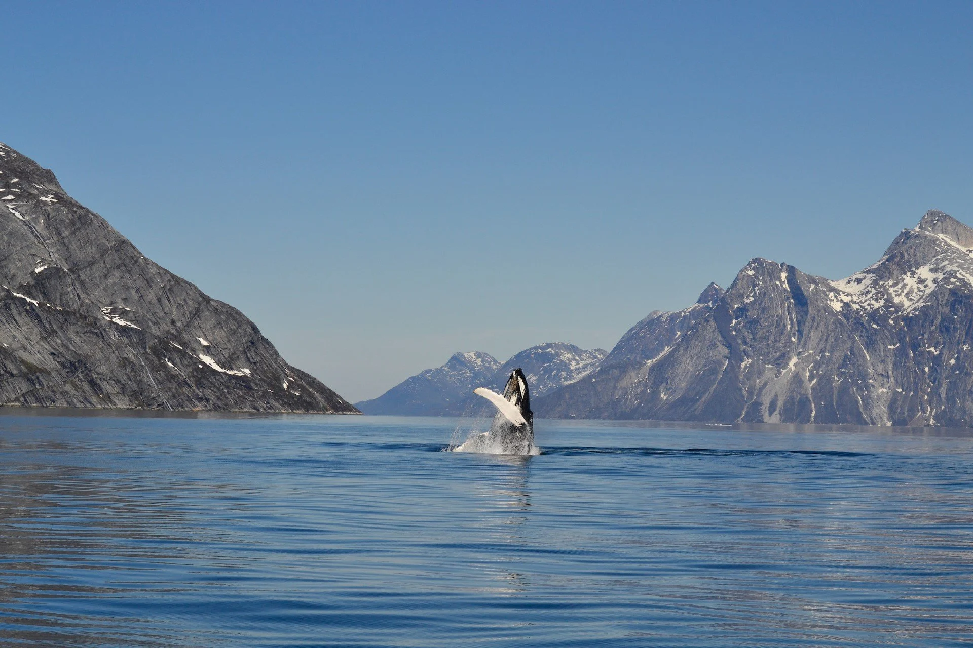 nuuk-humpback-whale-in-nuuk-fjord