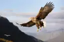 A sea eagle swoops above Glomfjord in Norway
