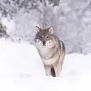 A wolf walking through the snow in Narvik, Norway
