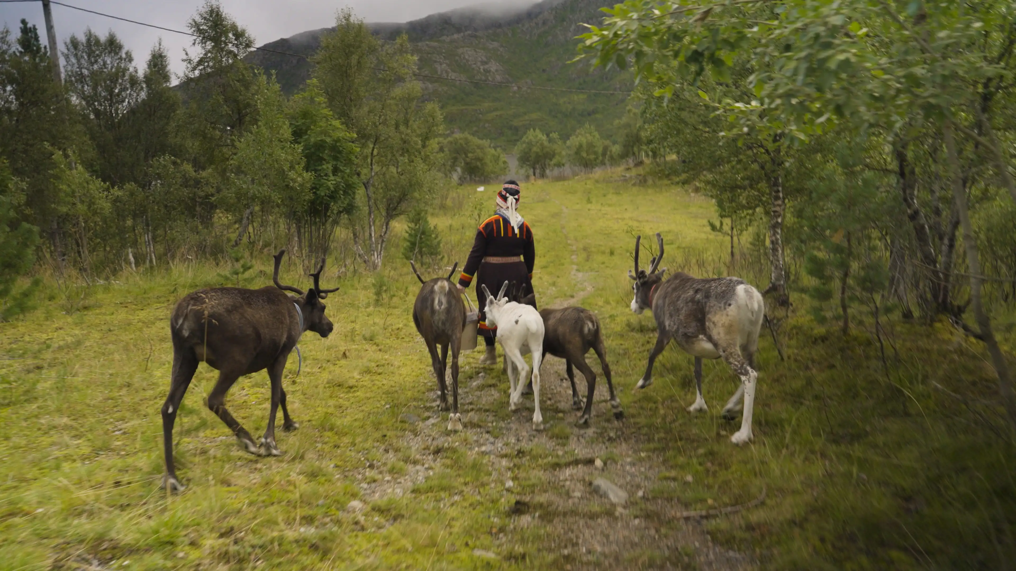 reindeer-sami-maret Christian Kay, Steffen Silseth-11