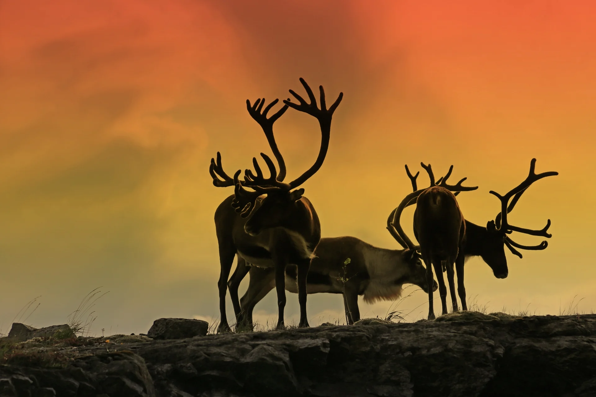 Reindeer in Nesna Norway with Midnight Sun by Getty Images