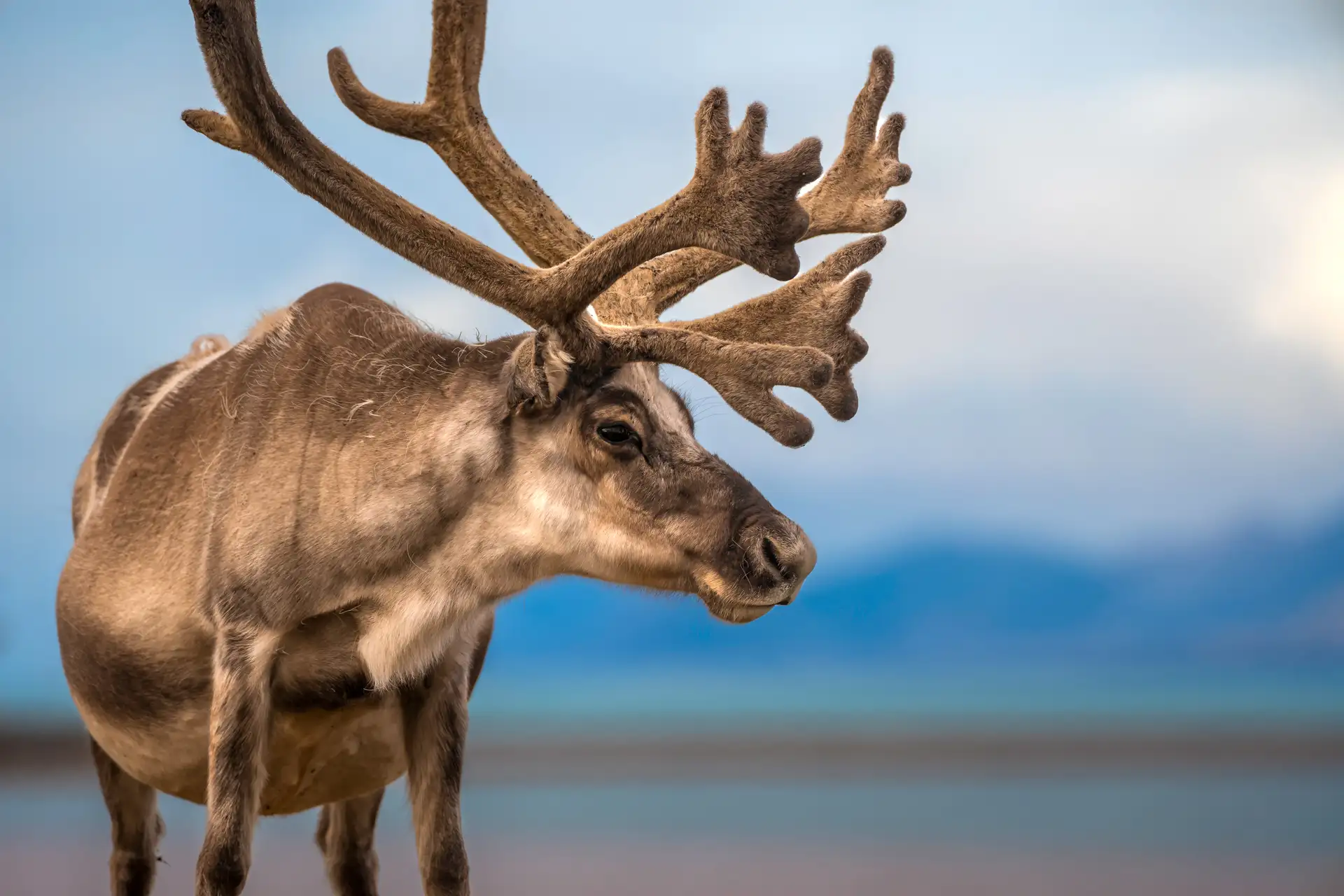 Svalbard Wildlife HGR 165308 Photo Jan Hvizdal 3by2