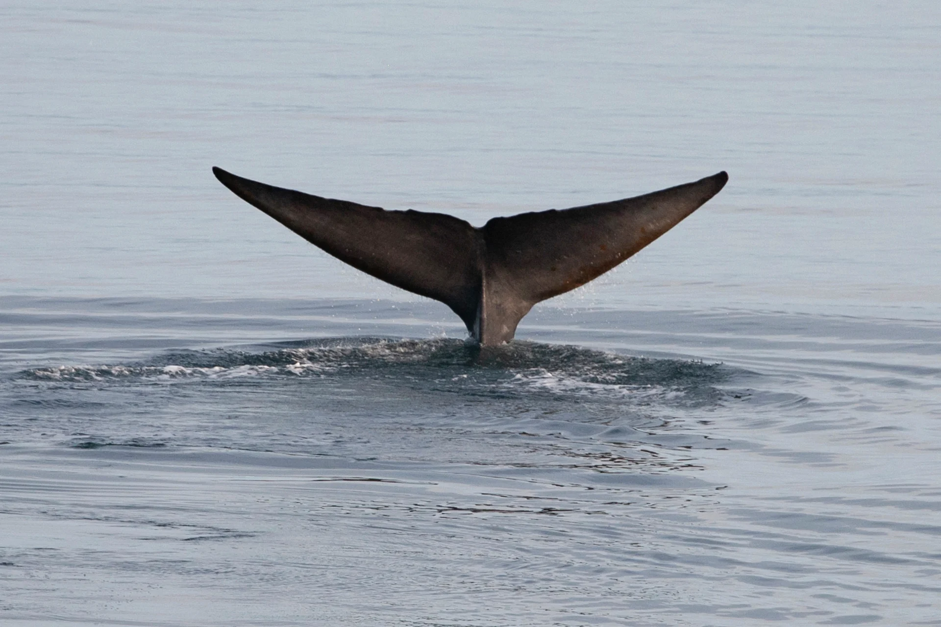 A whale tail appears from the Arctic Ocean in the waters around Svalbard