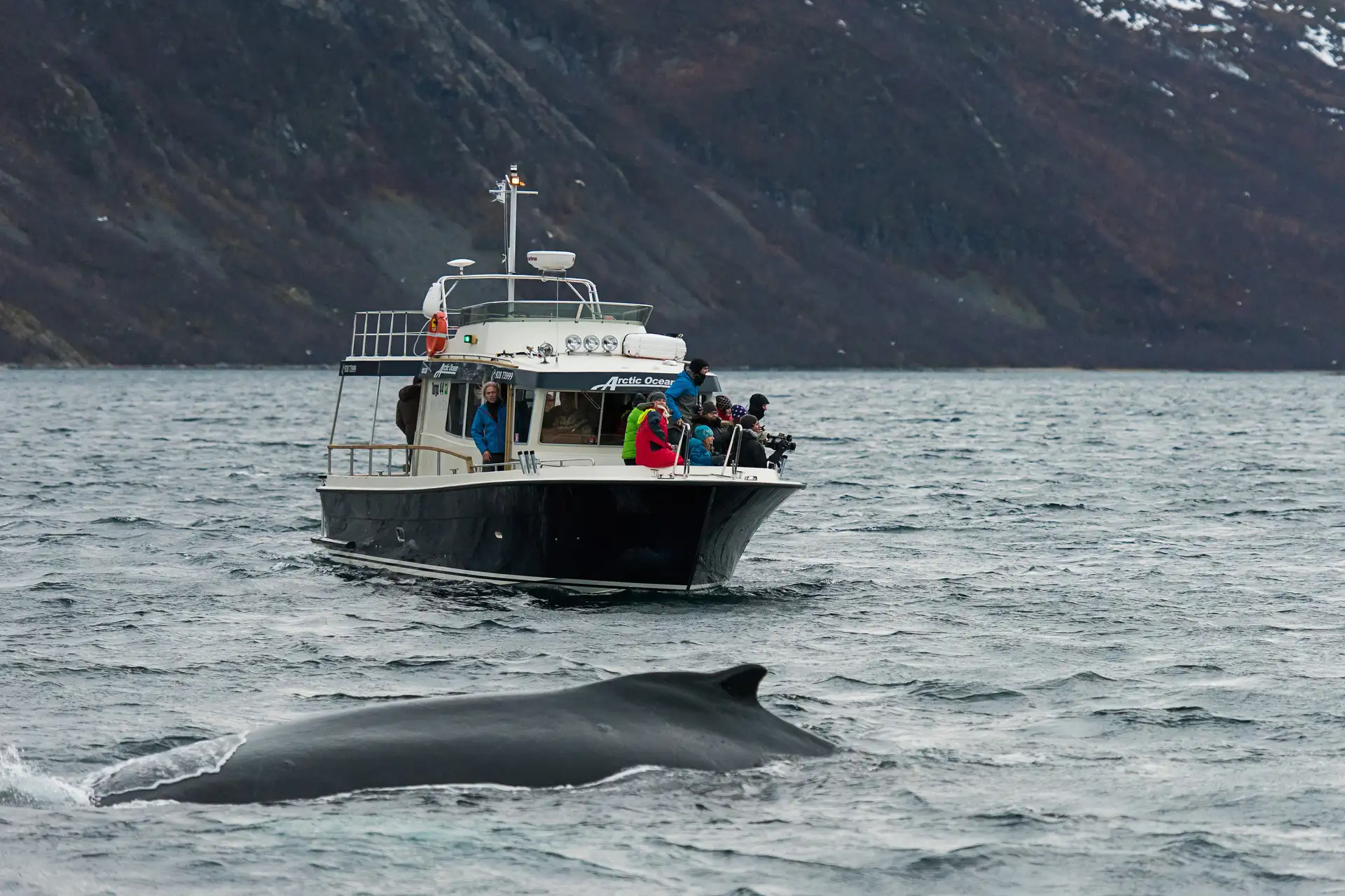 Whale watching Norway