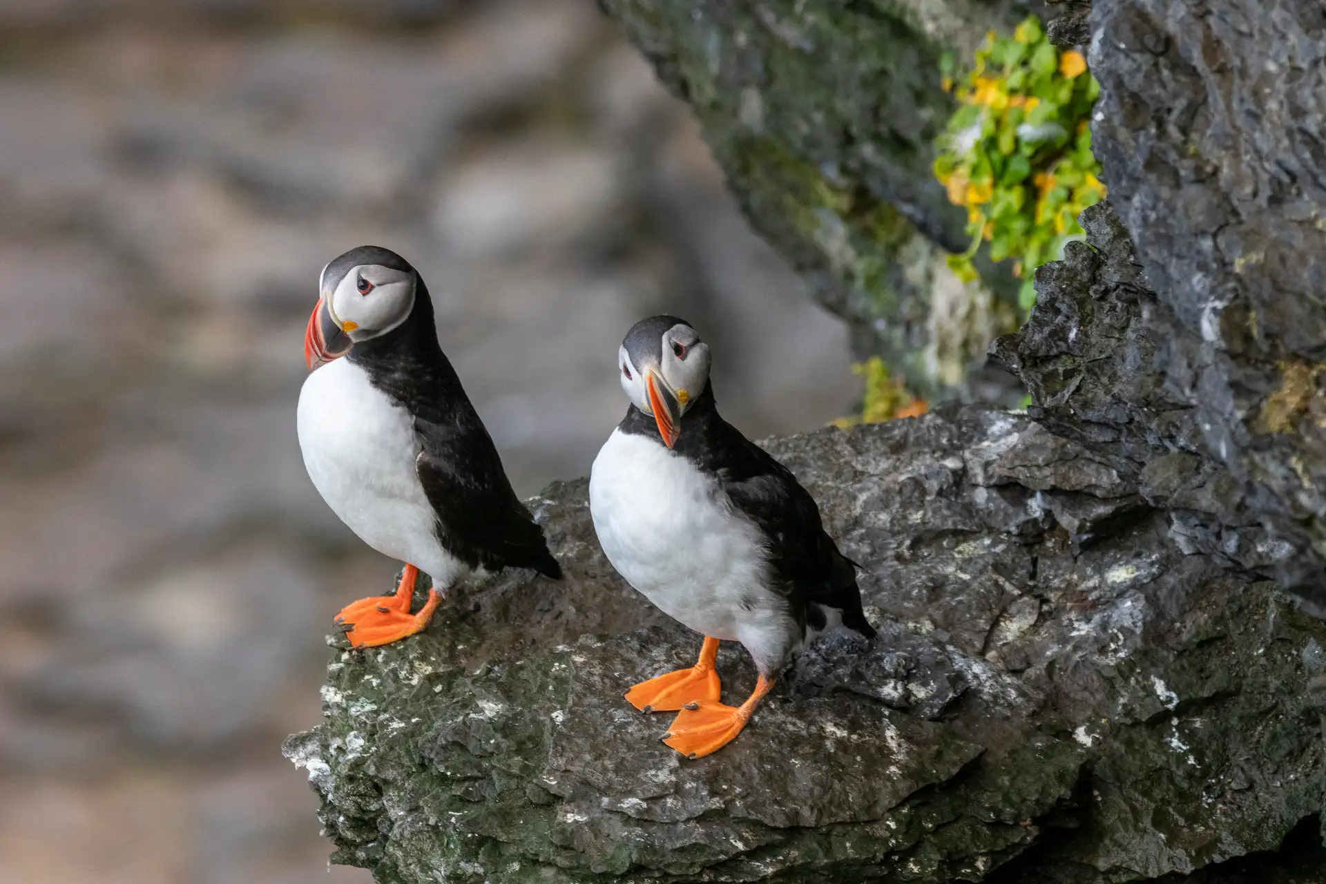 Puffins Vesteralen