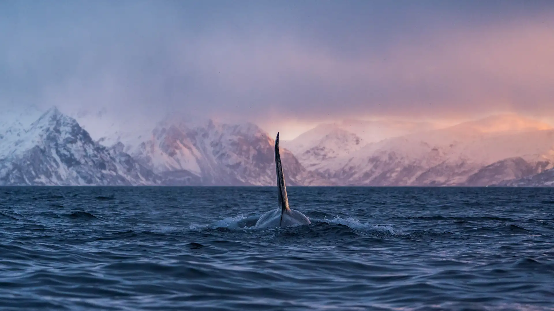 04 Orca-dorsal-fin-Skjervøy Ismaele-Tortella-Visit-Norway 1920x1080