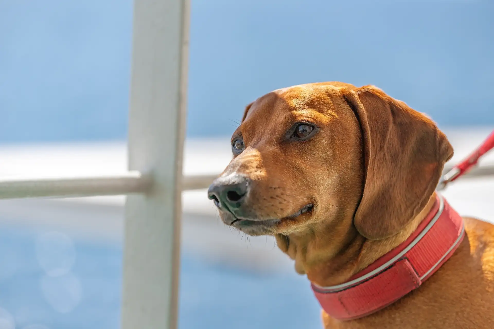 A dog on board a ship looking out to sea