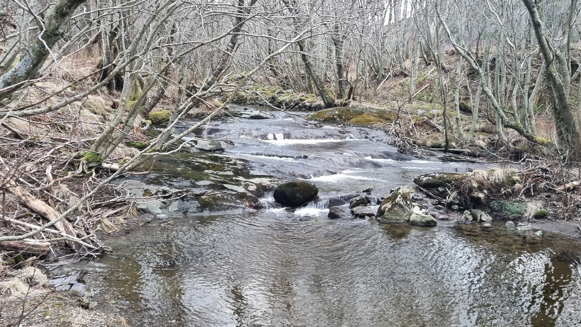 stream-woods-daytime