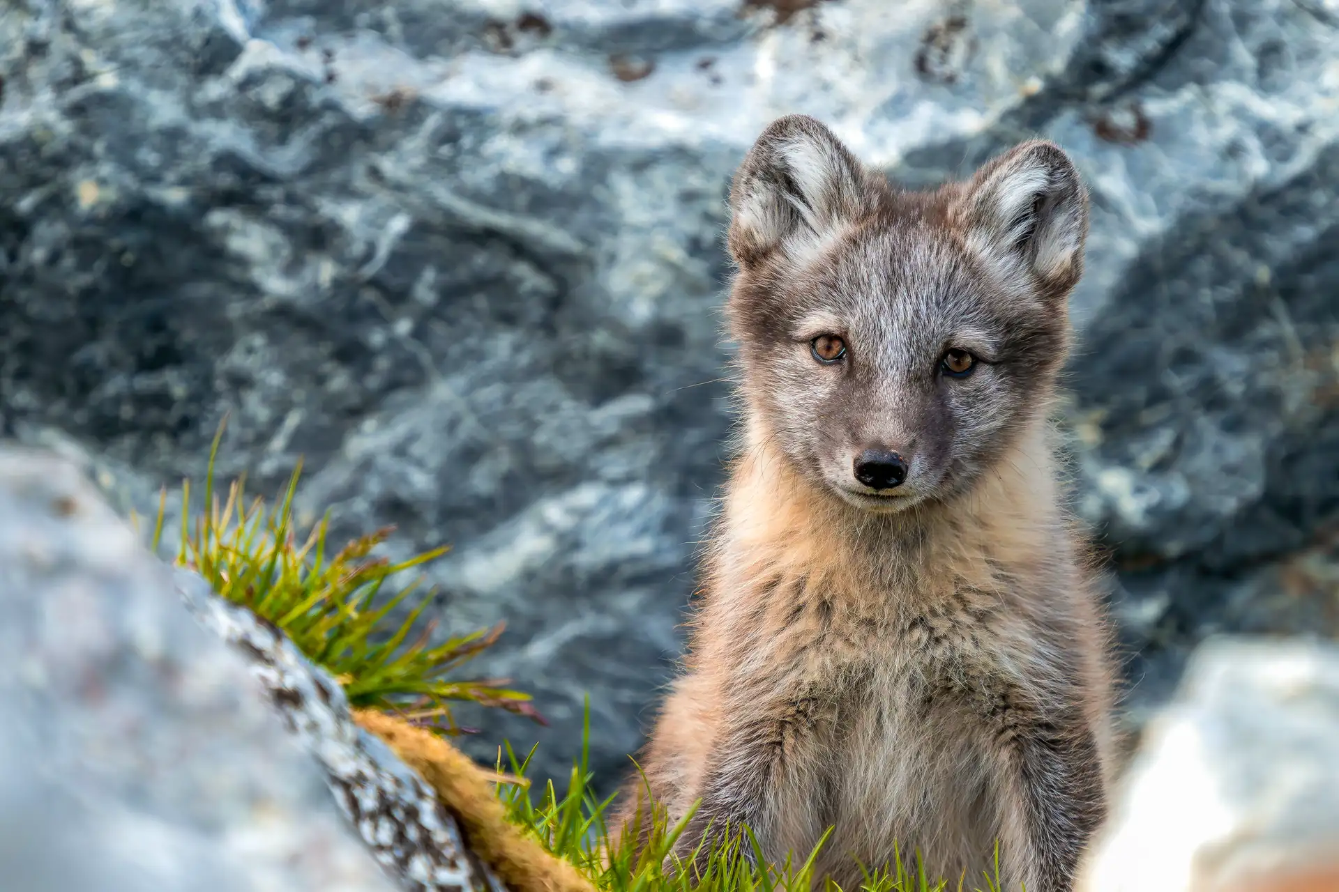 A young Arctic fox in summer coat looking directly at the camera among granite rocks and tundra grass in Svalbard, Norway
