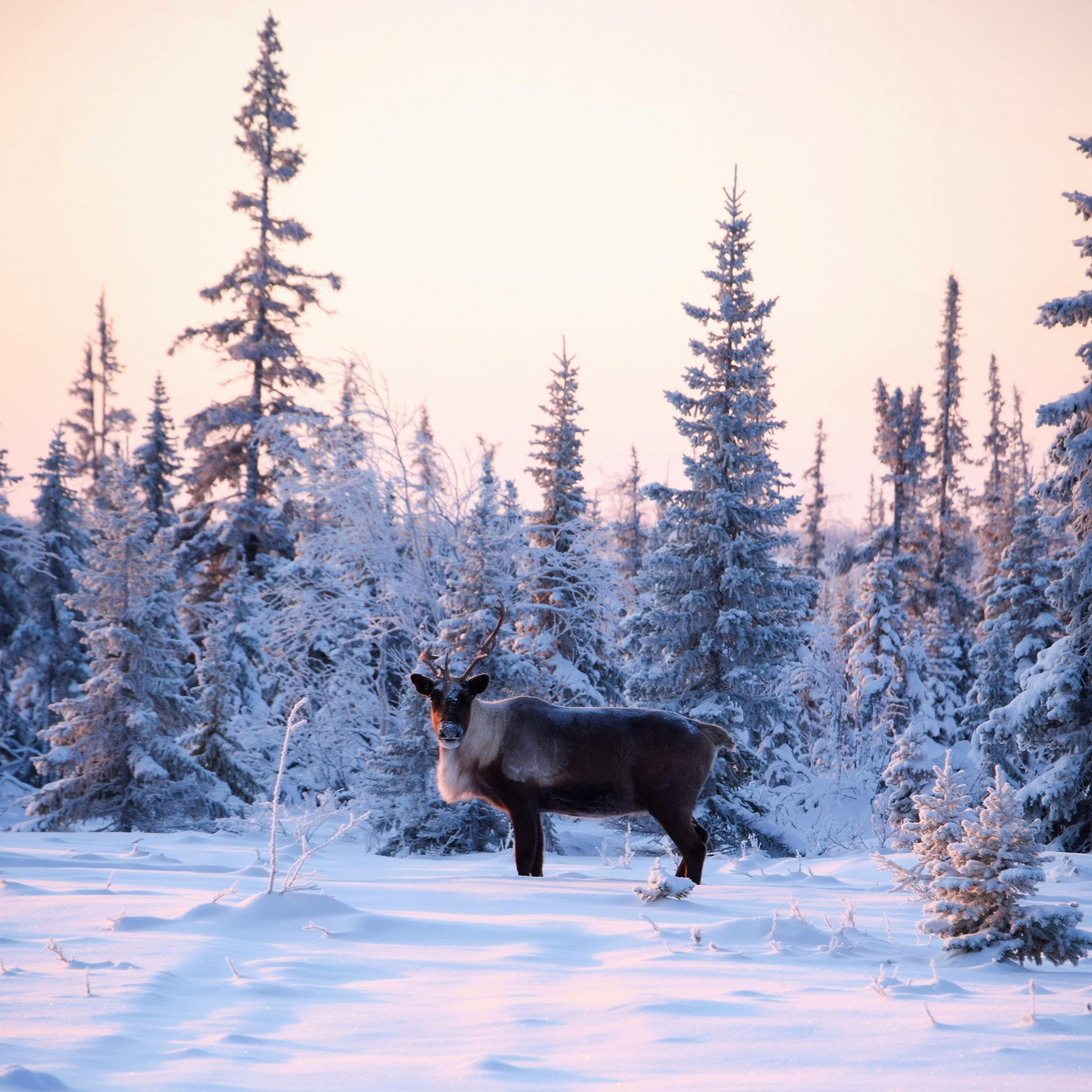 Follow the Northern Lights – Finland to Norway (Autumn 2027–Winter 2028)
