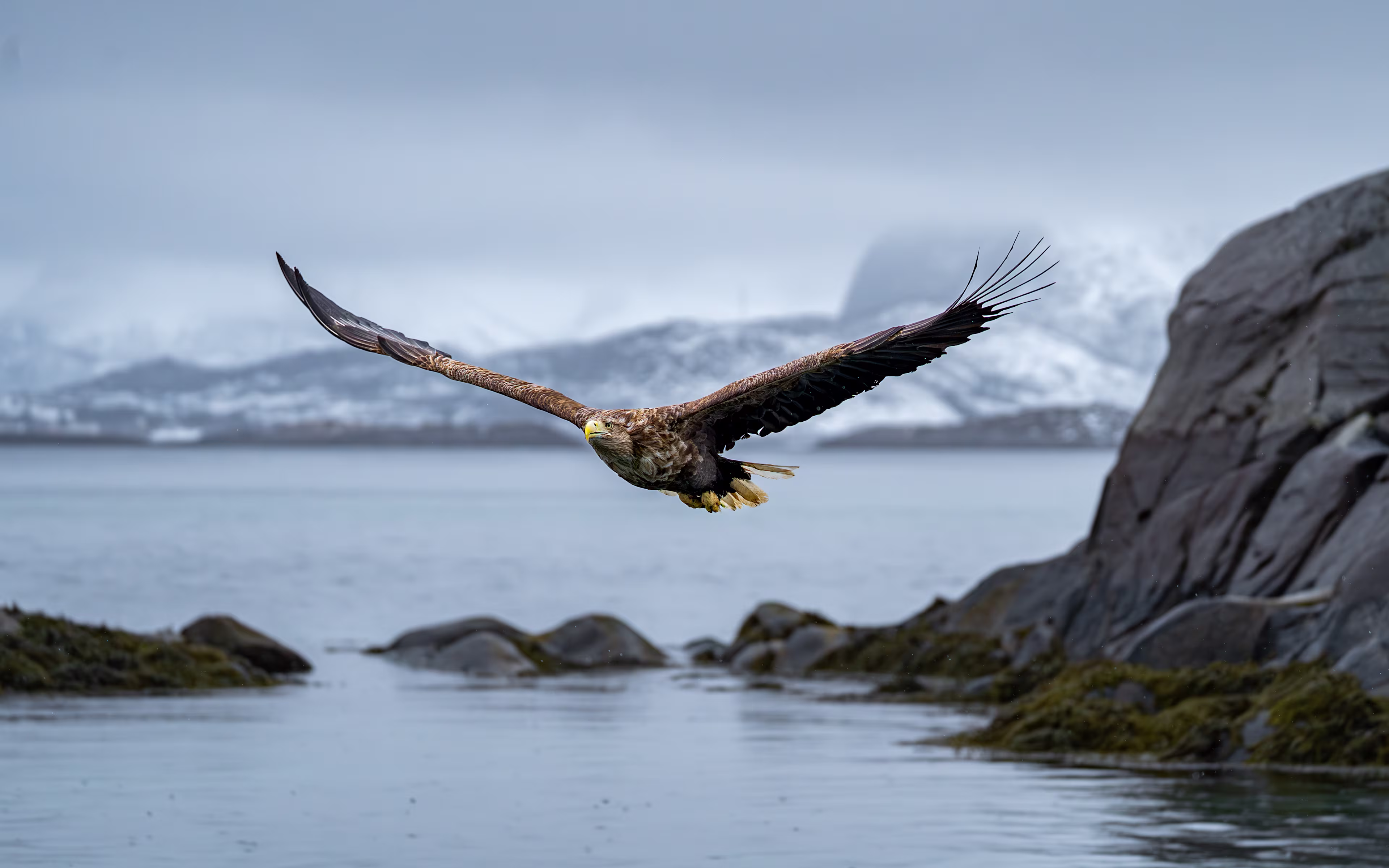 2025-04-14.svolvaer.eagle-safari.prebennilsen (5)