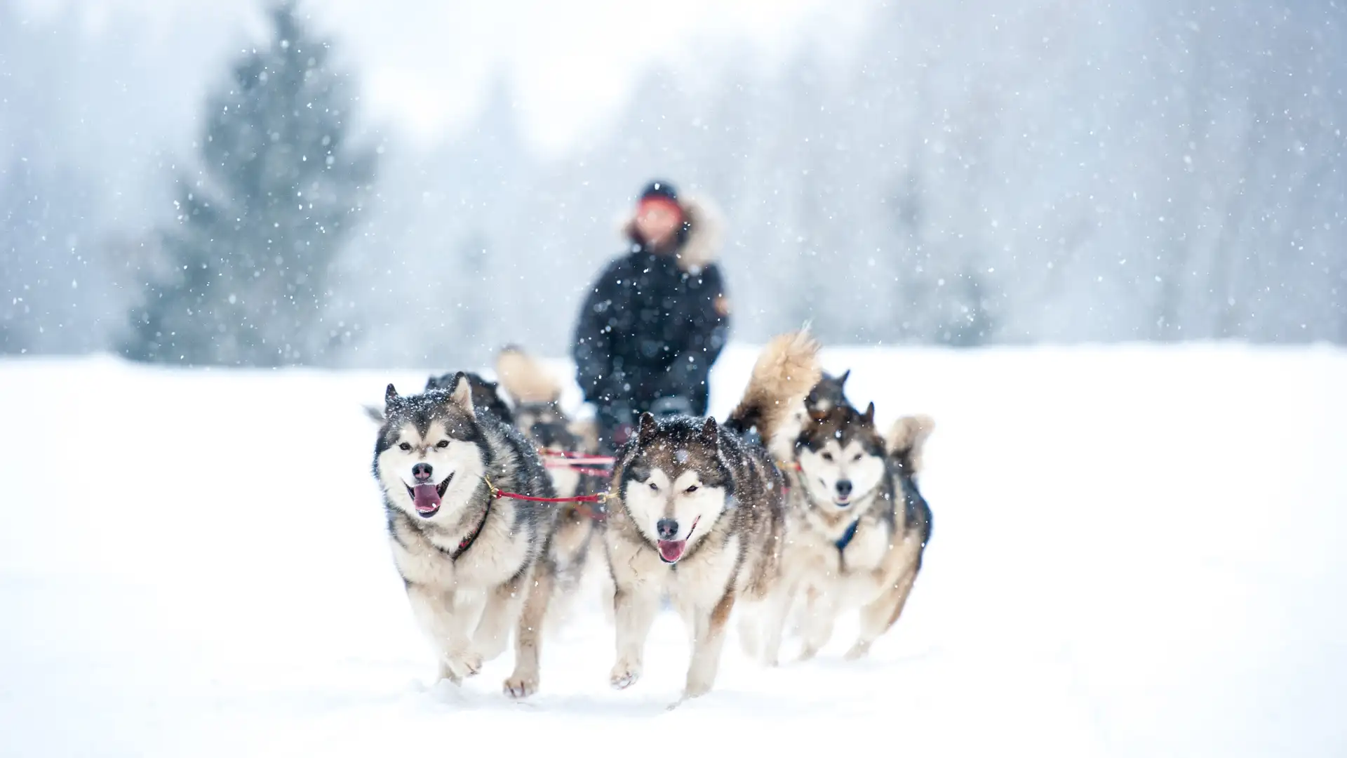 dog-sledding-winter-shutterstock-478700209