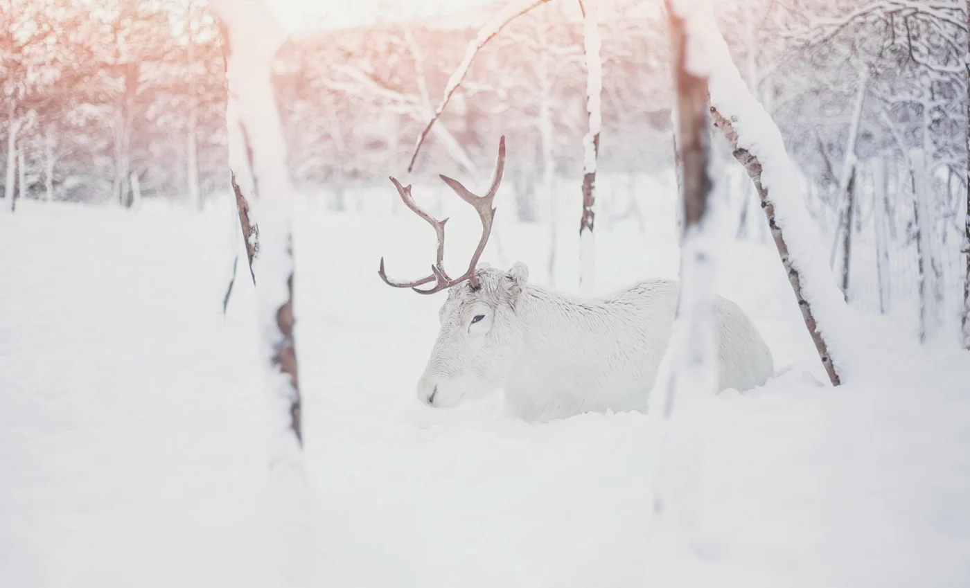 Sámi Adventure
