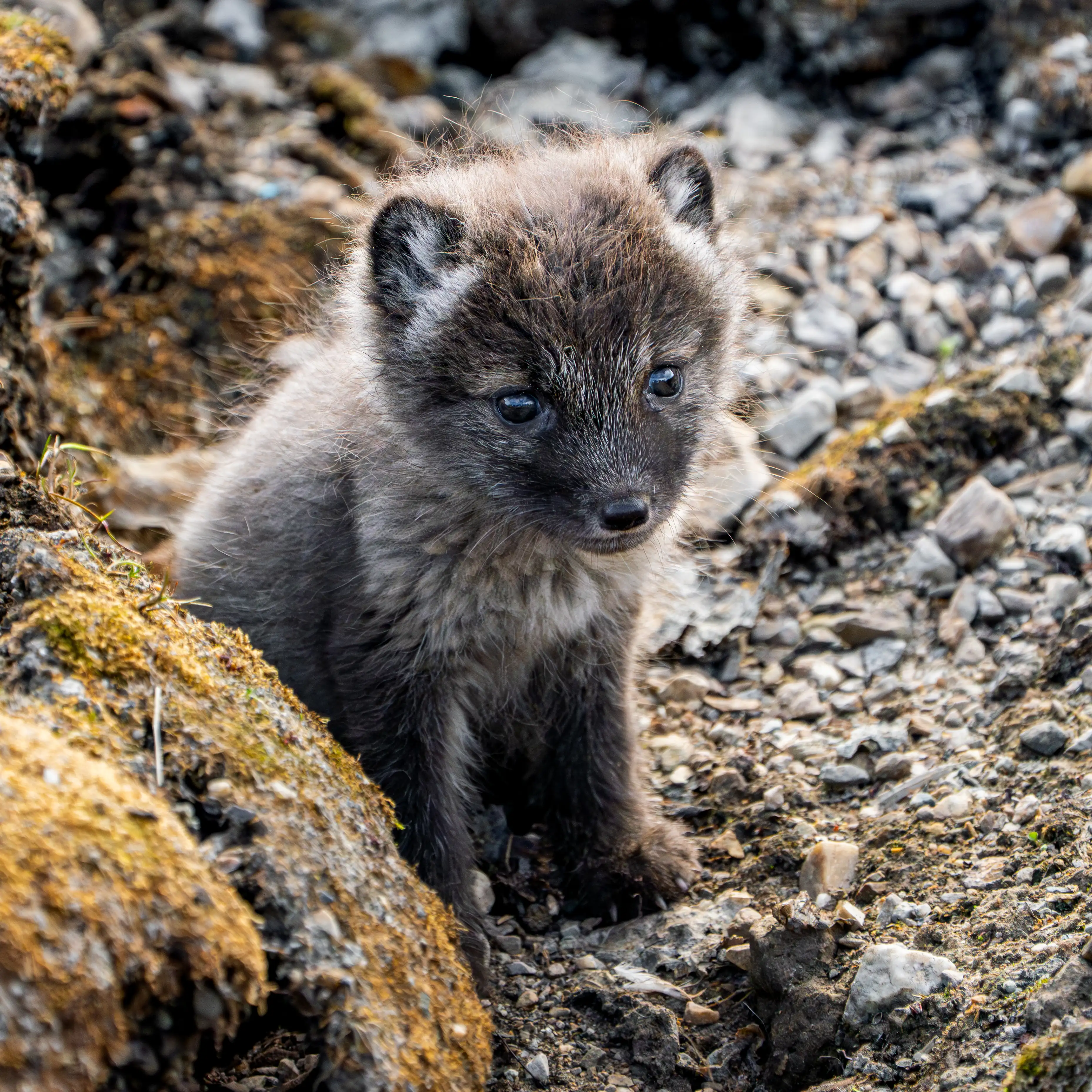 An Arctic fox cub with fluffy dark fur sitting among rocks and gravel in Ny-Ålesund, Svalbard, Norway