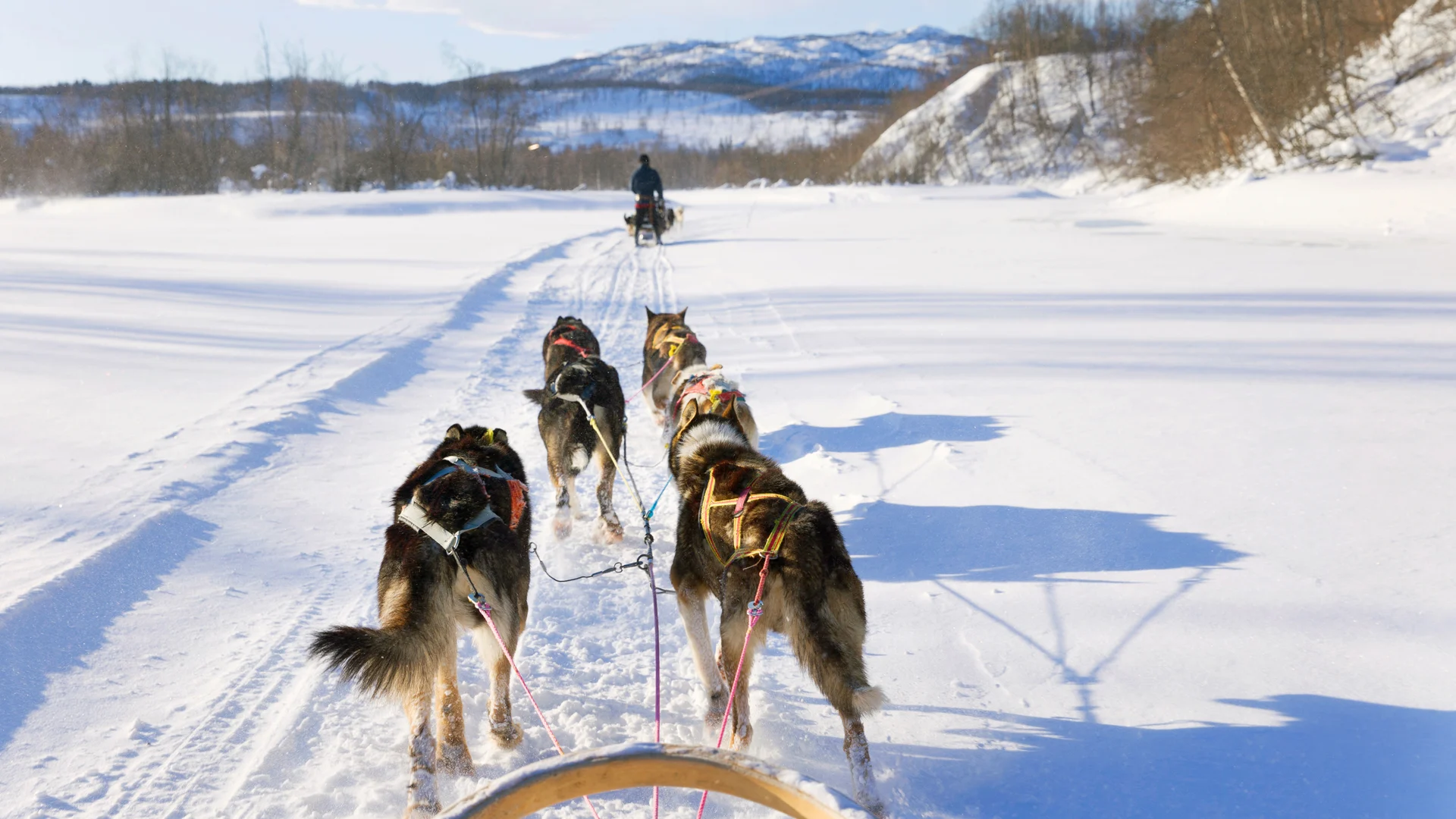 02 Narvik-dog-sledding shutterstock 1675030690 1920x1080