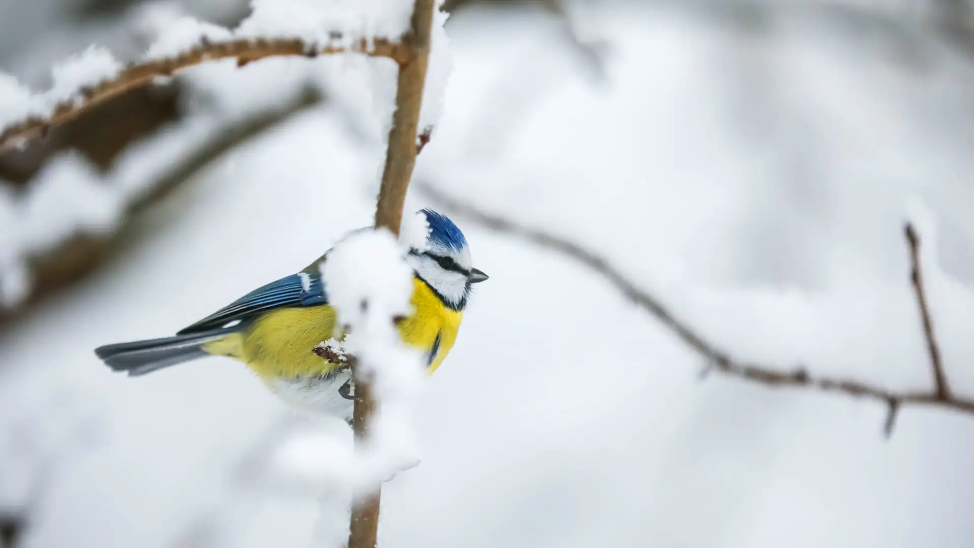 HARDANGER-FJORDTUN-THOMAS-MOREL34(1)-1920x1080