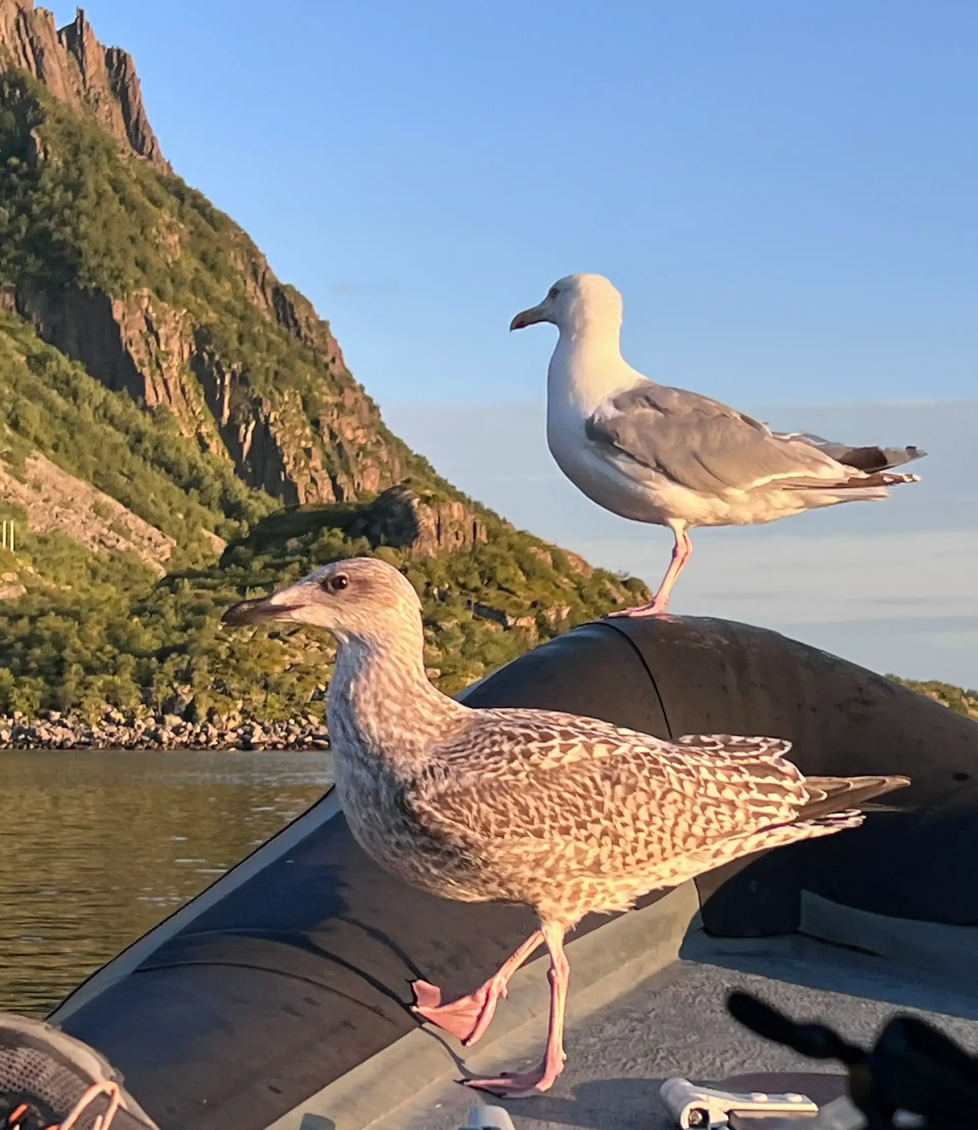 "Stowaways" by Mary G Marcussen, taken aboard MS Polarlys on August 31, 2025 Cameralla