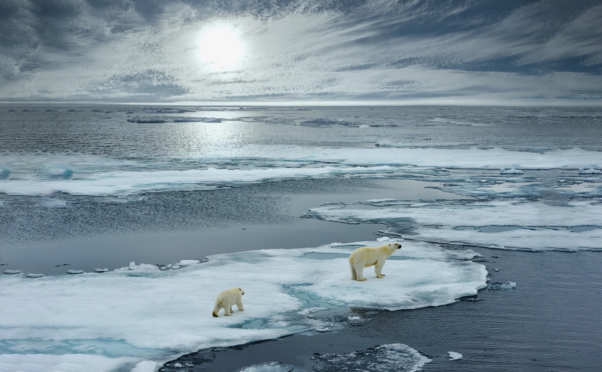 polar bear 2 Svalbard HGR 157025 Shutterstock
