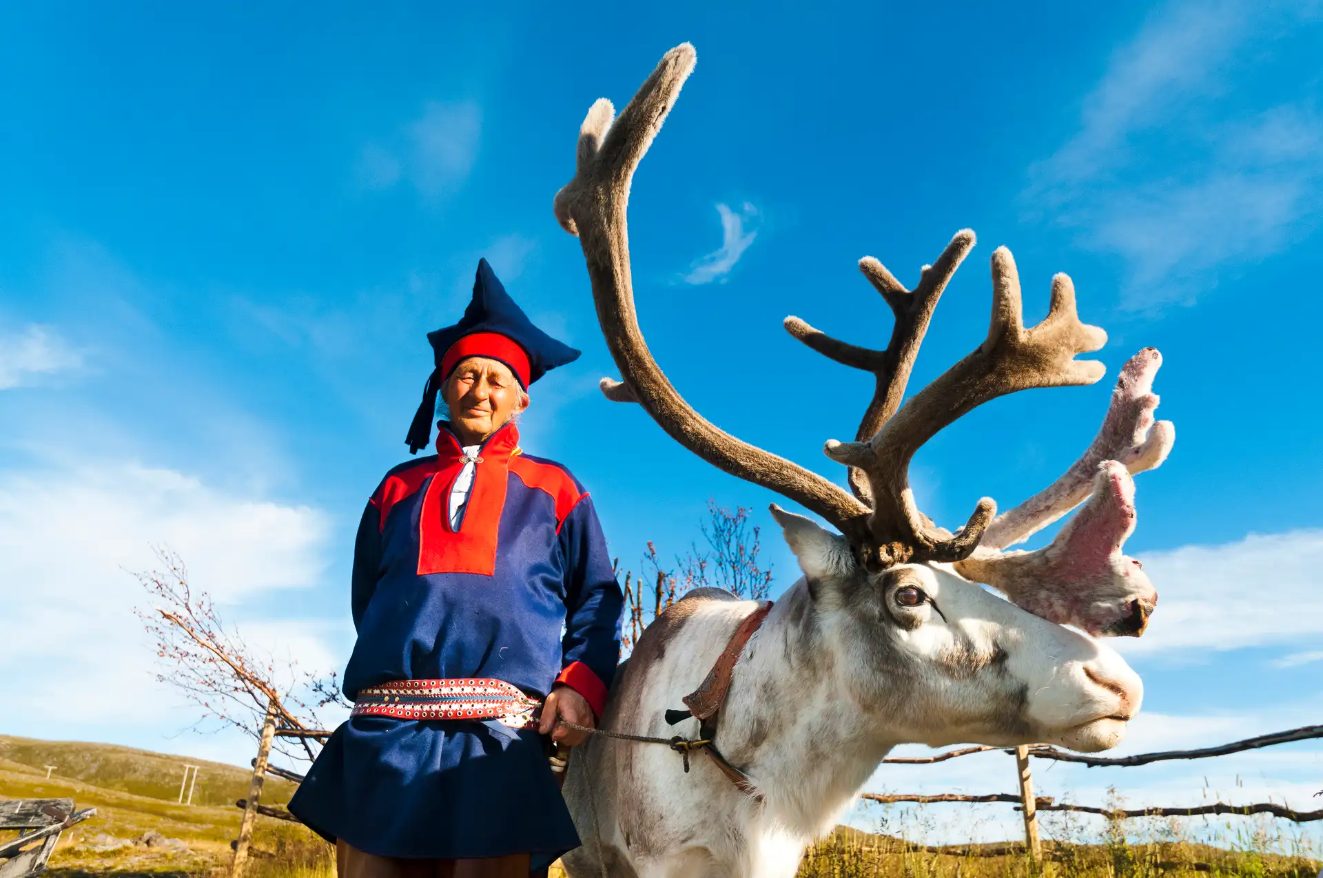 Sami Reindeer