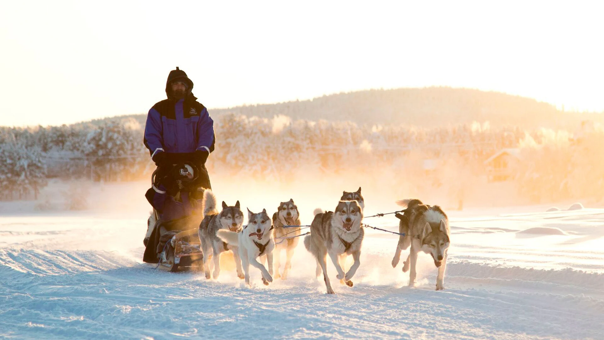 Husky-Safari-2-1920x1080