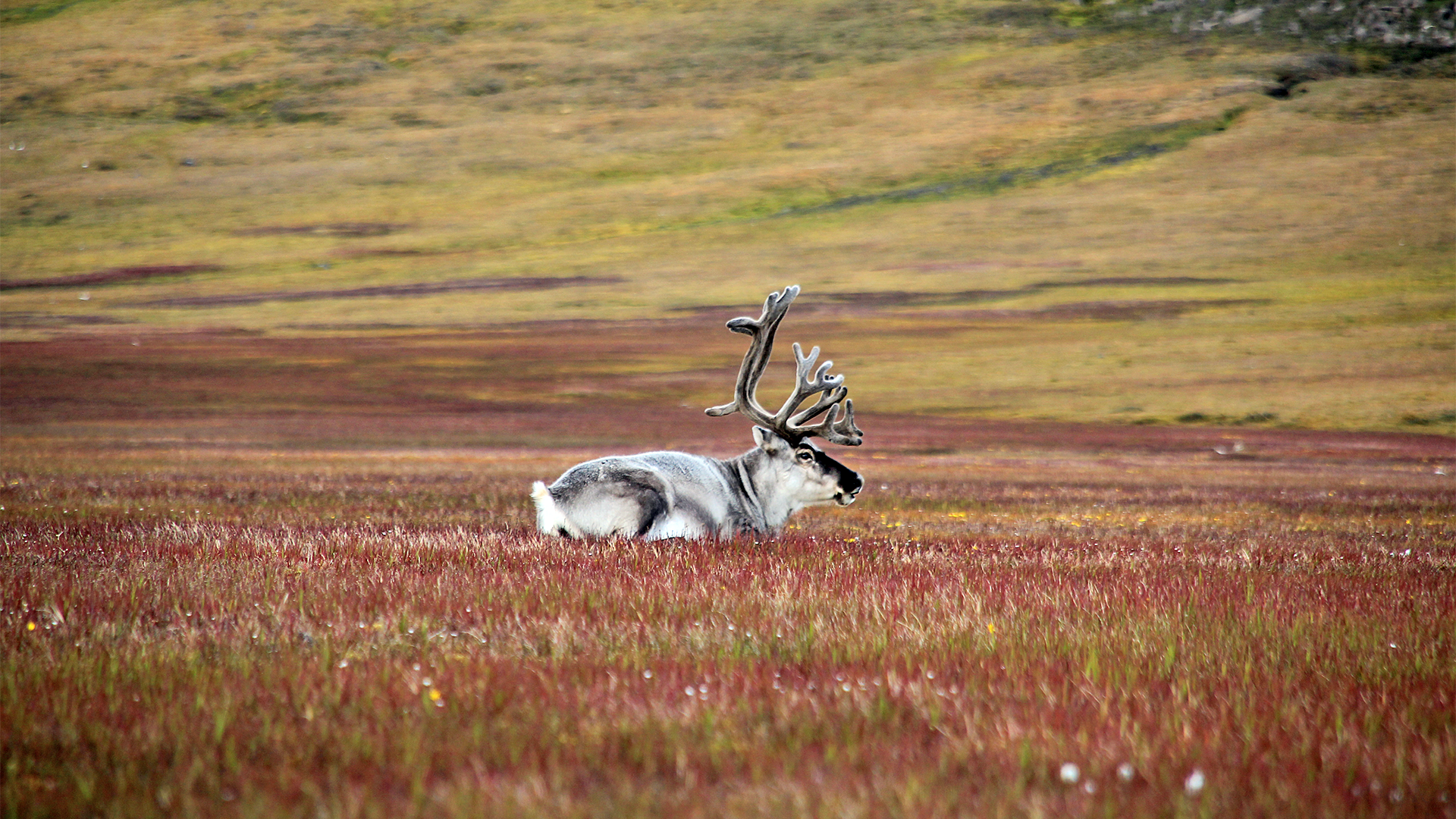 Arctic Norway Frontier – Oslo, Fjords & Svalbard
