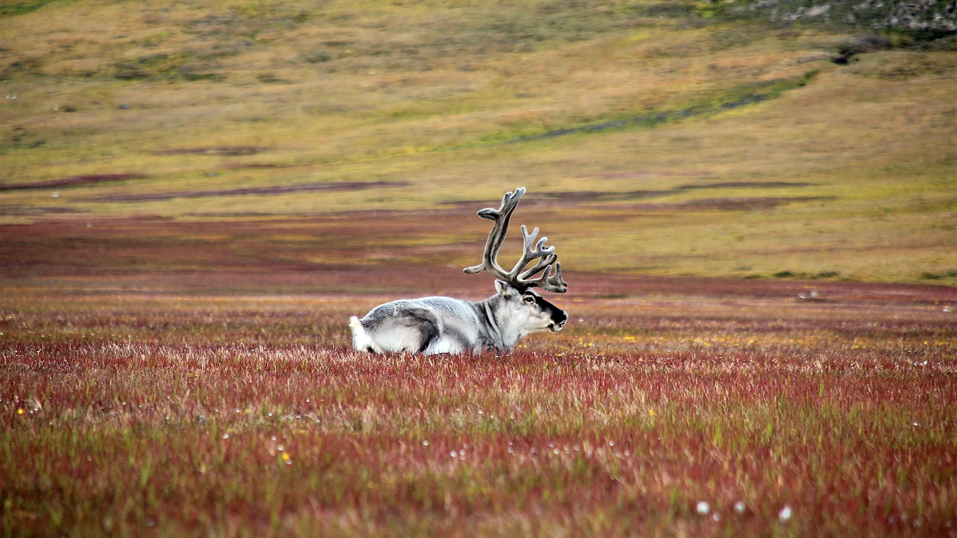 002943 Marcela-Cardenas www.nordnorge.com 1920x1080