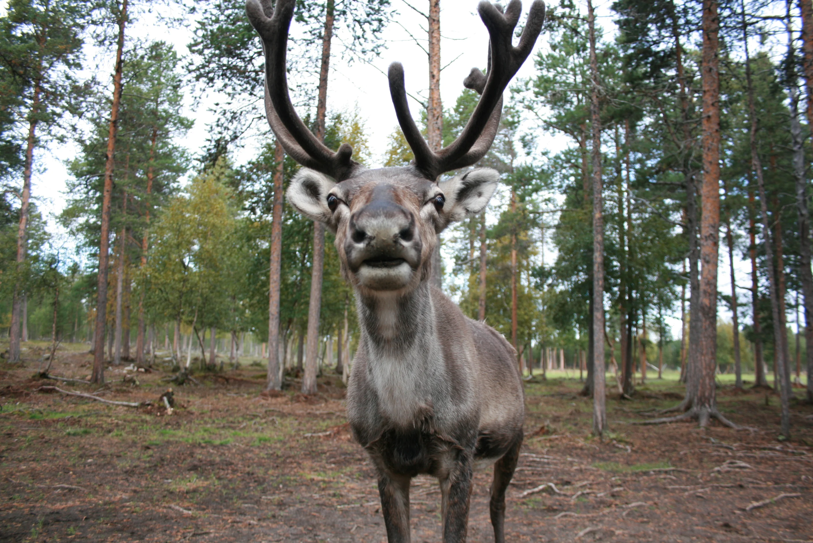 Reindeer Rovaniemi 7113994429 182a347d0a o Michael Schlinge FLICKR.jpg