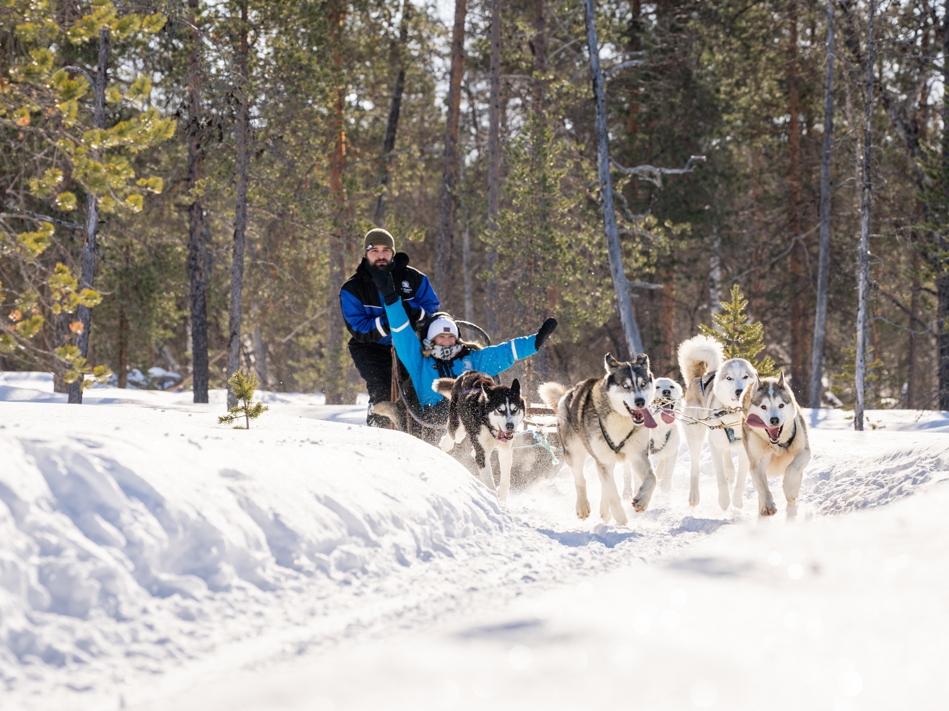 Husky-dog-DSC00907-4x3