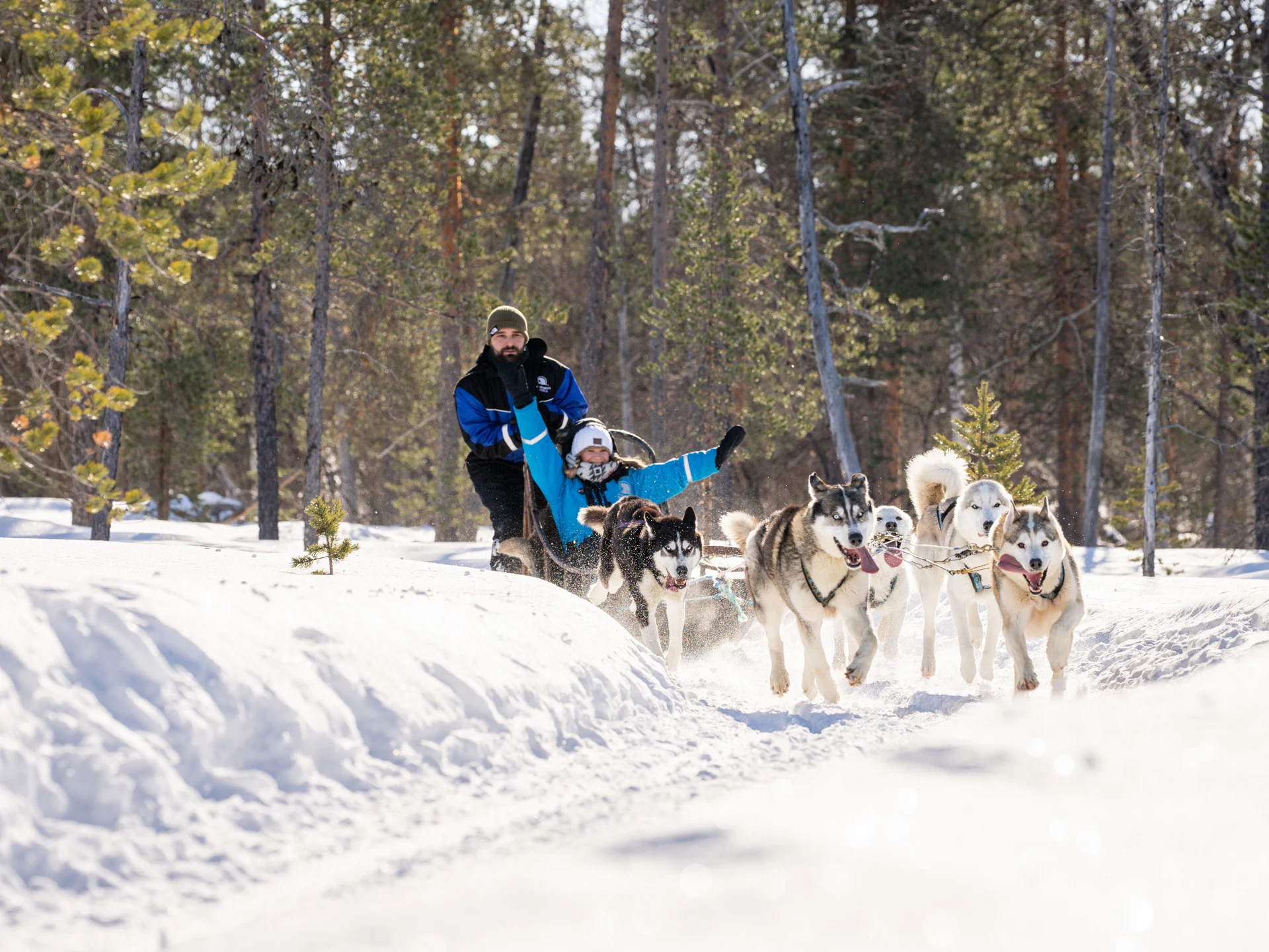 Husky-dog-DSC00907-4x3