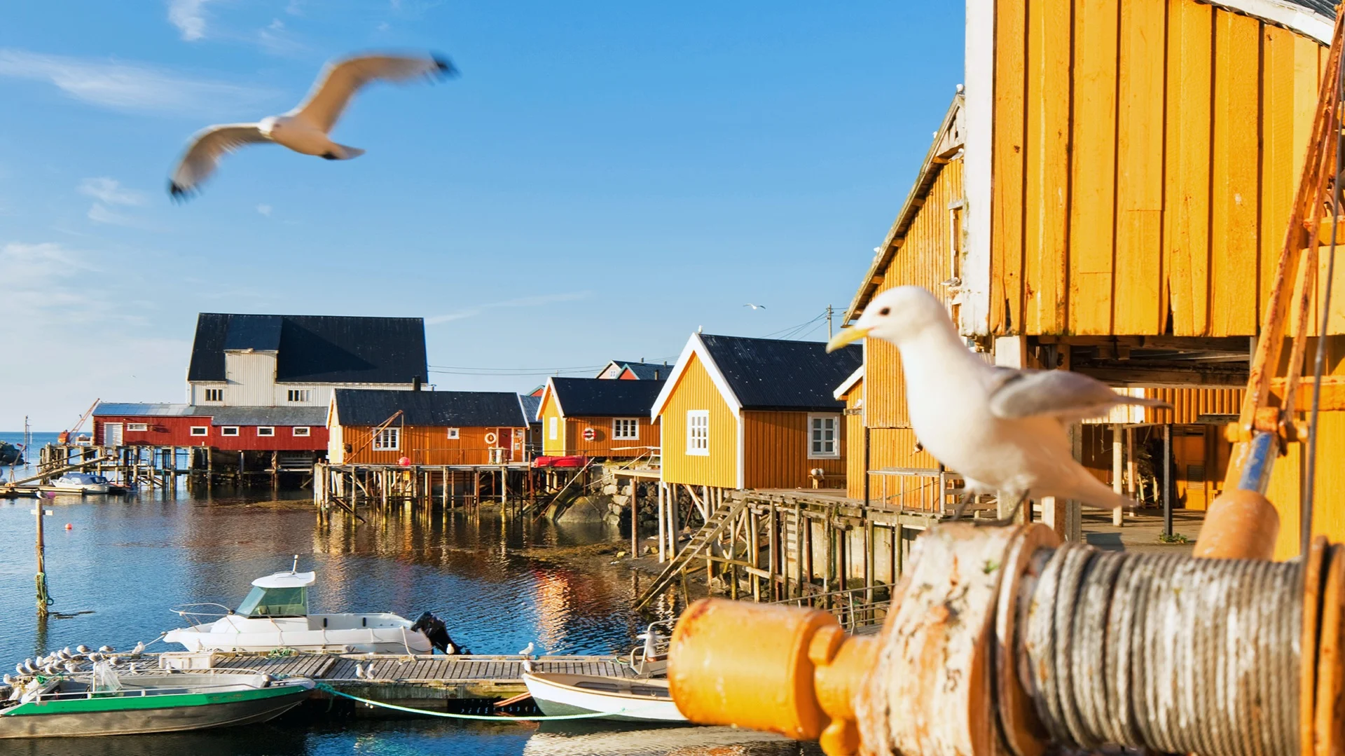 reine-norway-houses-sea-birds-hgr-146841-shutterstock