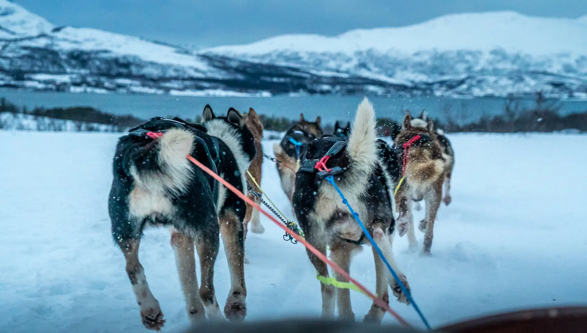 Dog-sledding-Tromso-Norway-HGR-104762--Photo Photo Competition