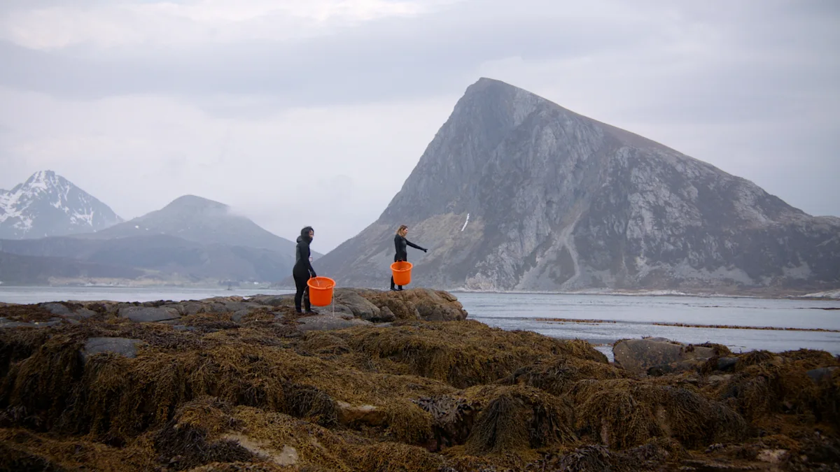 Dear Coast, From Lofoten Seaweed | Hurtigruten US