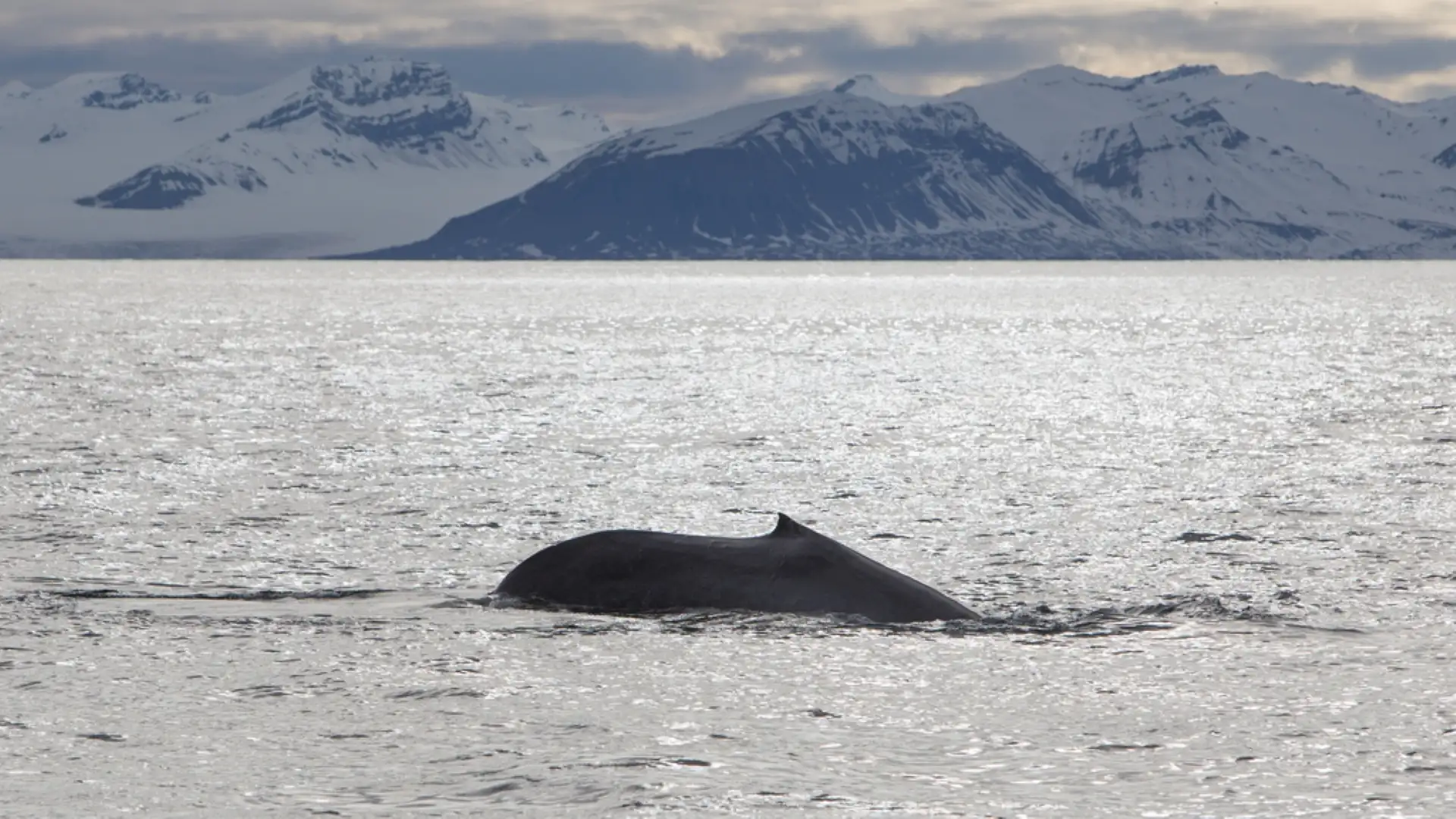 HGS-04531-Liga-Sirava-Blue-Whale