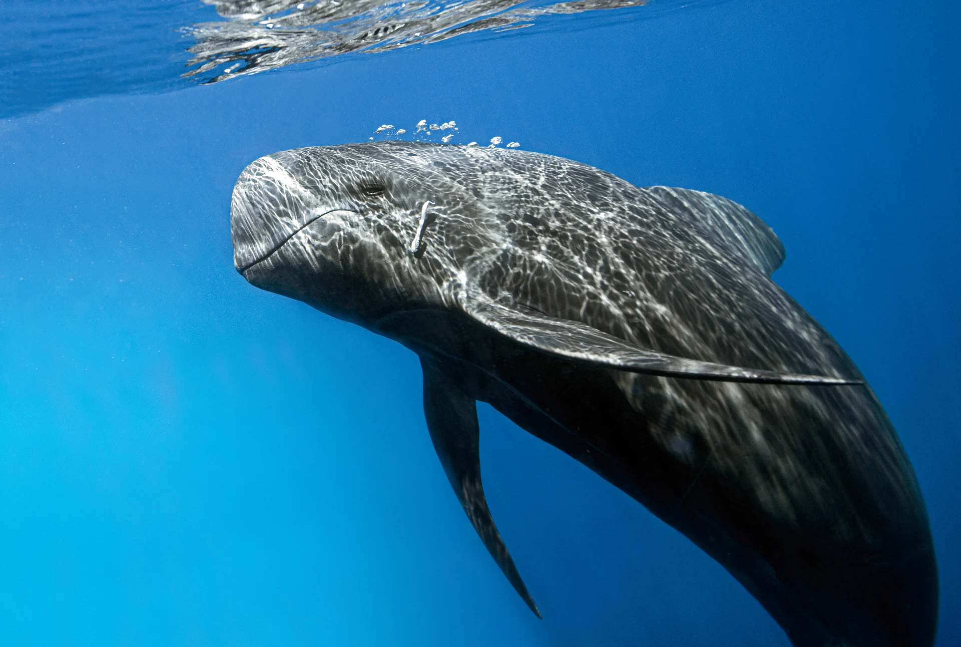 pilot-whale-147944-Getty Images