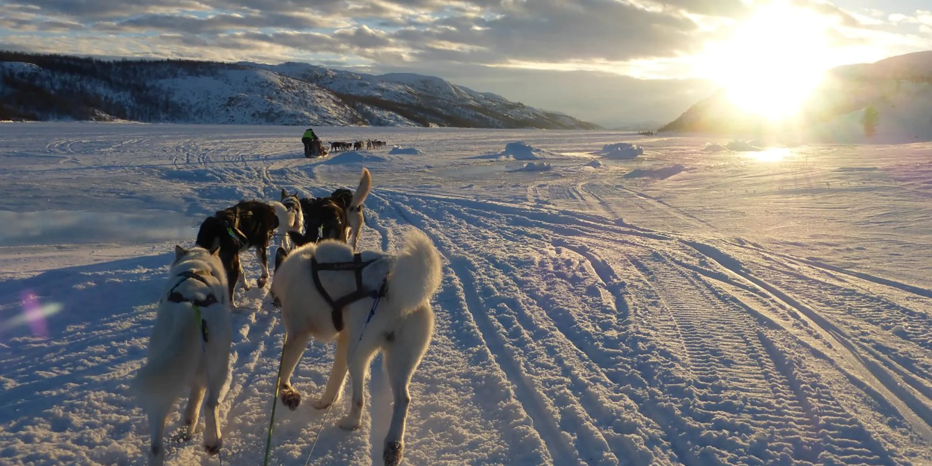 Troupeau de moutons marchant dans un champ couvert de neige