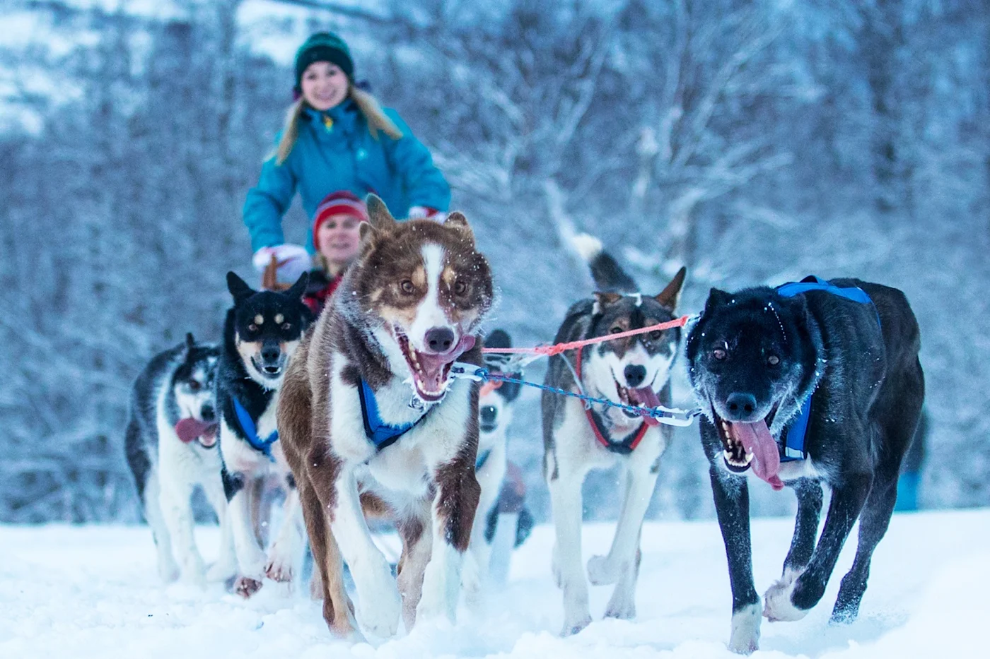 Self-Drive Dogsled Adventure