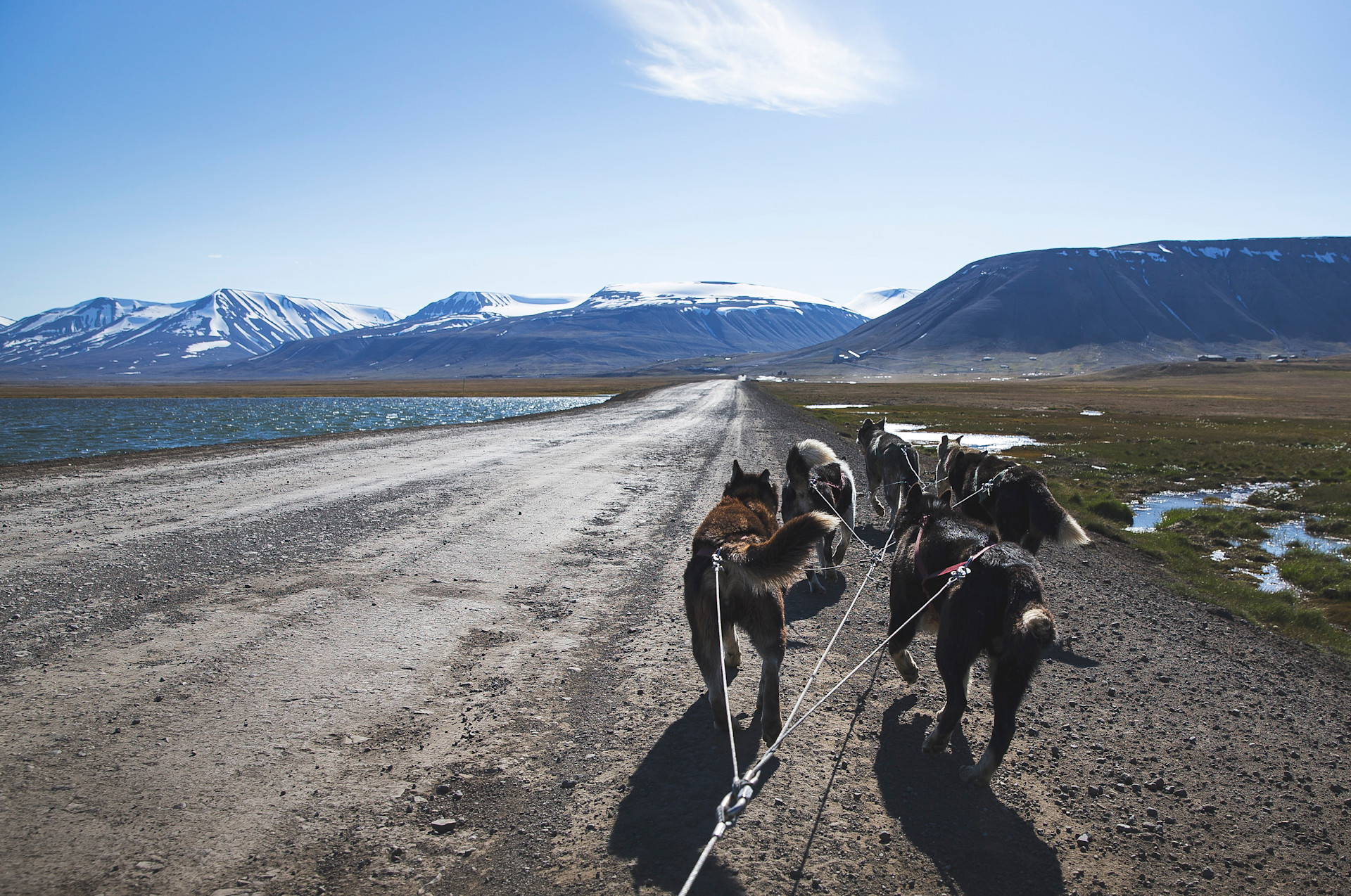 huskies-road-snow-capped-mountains-guro-skjeldrup