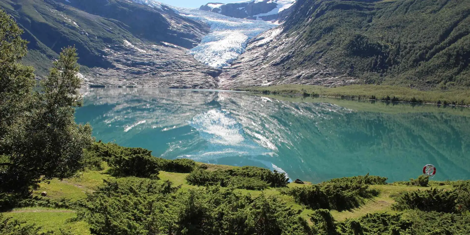 En närbild på en lummig, grönskande sluttning