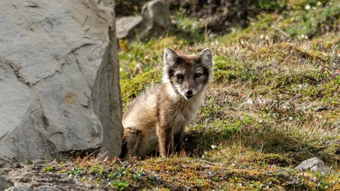 An Arctic fox in summer coat pausing beside a large boulder on a mossy tundra hillside in Svalbard, Norway