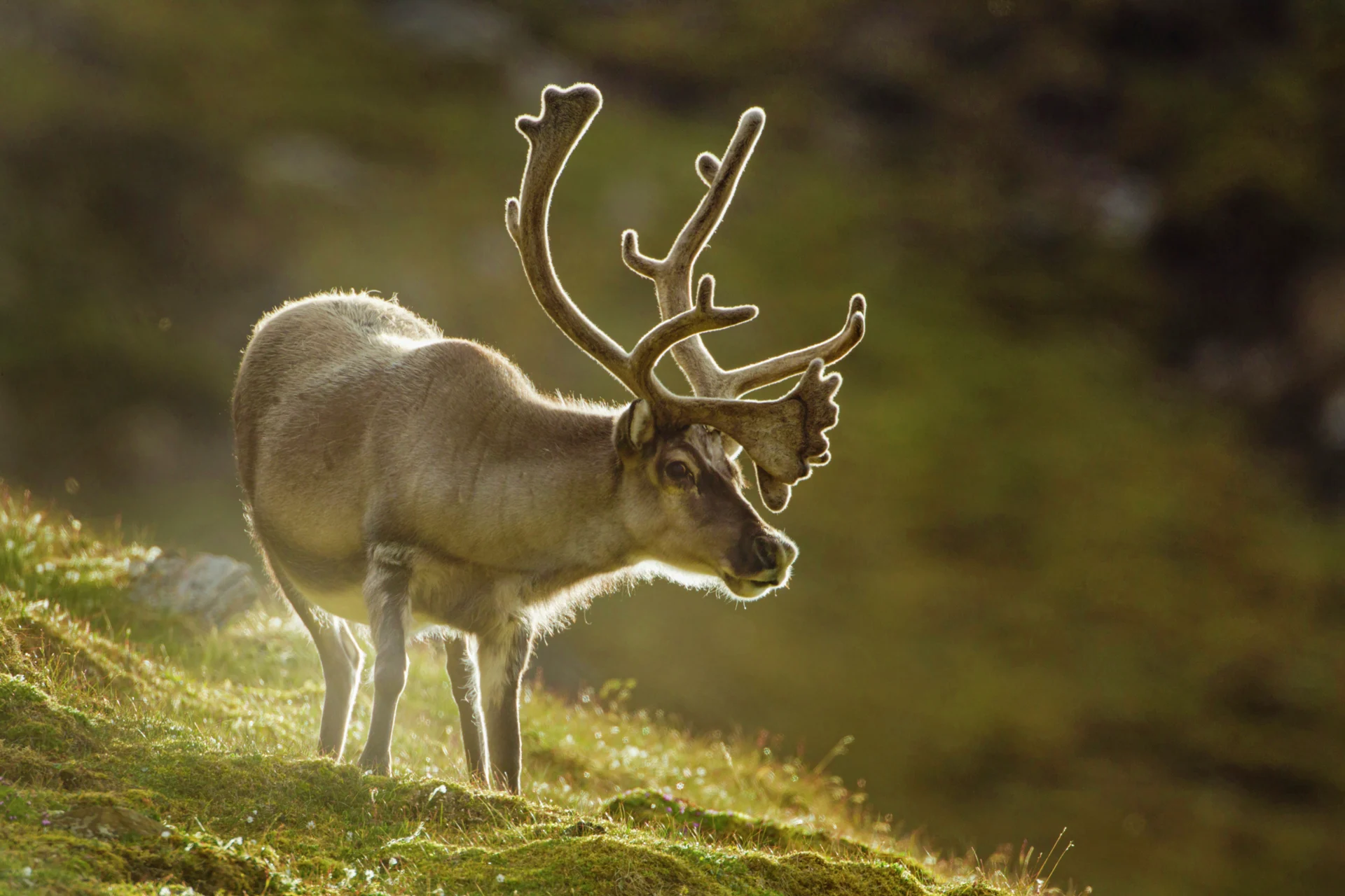 reindeer Svalbard HGR 147487 Getty Images