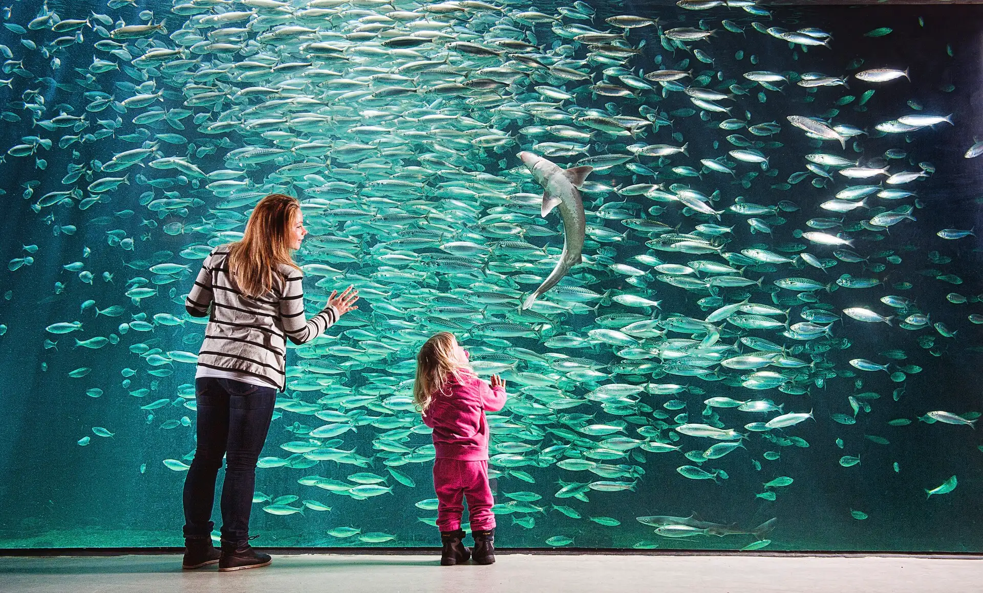 Atlanterhavsparken alesund Norway HGR 47756 Per Eide